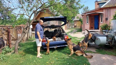 Возить до лісу та на річку: черкащанин катає своїх собак на машині та мотоциклі