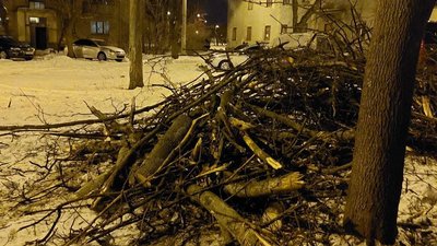 Вночі у Харкові дерево привалило декілька авто Вночі у Харкові дерево привалило декілька авто