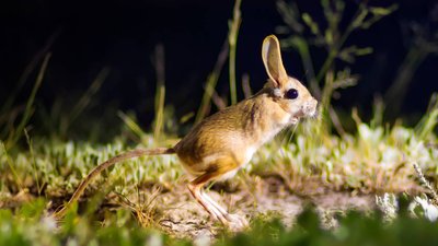 Всесвітній день захисту тварин. 10 най-наймиліших тварин у світі Всесвітній день захисту тварин. 10 най-наймиліших тварин у світі