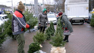 У Вінниці запрацювали ялинкові ринки: які ціни новорічних дерев