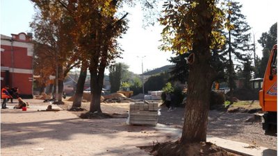 У Ніжині 17 старих каштанів замінять на канадські клени