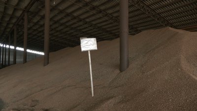Стоять тижнями в черзі в портах: як реалізують збіжжя черкаські аграрії Стоять тижнями в черзі в портах: як реалізують збіжжя черкаські аграрії