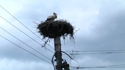 У Житомирській області на електроопорах облаштовують безпечні гнізда для лелек У Житомирській області на електроопорах облаштовують безпечні гнізда для лелек