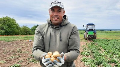 Волинь, картопля, молода картопля, ціни, фермери, ринок, урожай