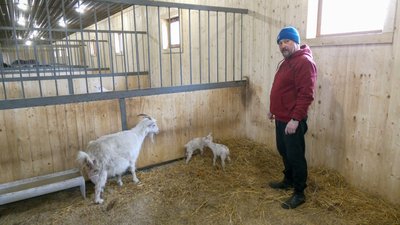 тварини козенята новонароджені контактний зоопарк Слов'янськ Донецька область тварини козенята новонароджені контактний зоопарк Слов'янськ Донецька область