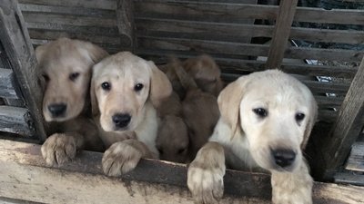 Лабрадори, які переїхали з Харкова до Чернівців