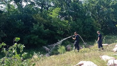 На Кіровоградщині перевернулась вантажівка зі свиньми На Кіровоградщині перевернулась вантажівка зі свиньми