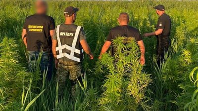 Плантації конопель площею 1,5 тисячі квадратних метрів виявили на Одещині Плантації конопель площею 1,5 тисячі квадратних метрів виявили на Одещині