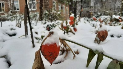 На Харківщині очікується до 19° морозу: прогноз синоптиків