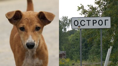 Покусаний школяр: у місті на Рівненщині відповіли про ситуацію з безпритульними собаками