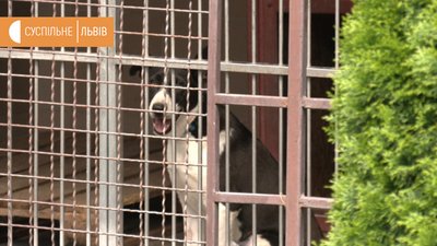 У львівському притулку "Лев" є більше 60 безпритульних собак У львівському притулку "Лев" є більше 60 безпритульних собак
