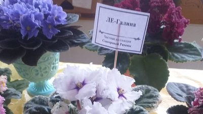 Виставка фіалок відкрилася в Ужгороді