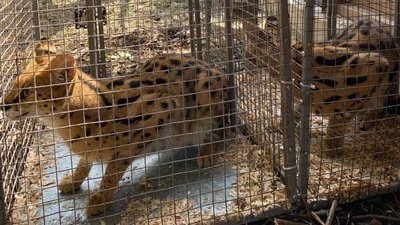 Як адаптувалися у Луцькому зоопарку нові жителі - пара сервалів Як адаптувалися у Луцькому зоопарку нові жителі - пара сервалів