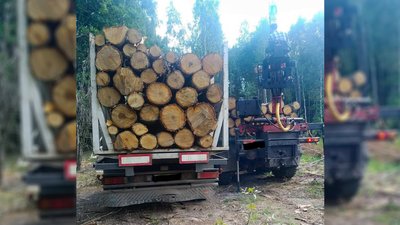 Незаконний вивіз дерев Незаконний вивіз дерев