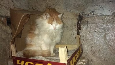 "Через війну вуличних тварин у місті побільшало". Як їм допомогти