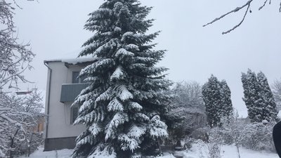 Вирощував 35 років: мешканець Львівщини подарував Львову ялинку Вирощував 35 років: мешканець Львівщини подарував Львову ялинку