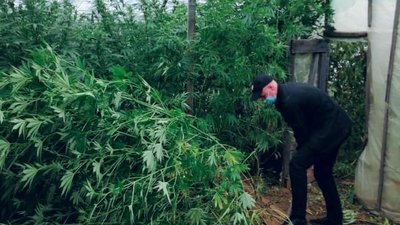 Поліцейські виявили плантацію елітної коноплі у теплиці прикарпатця Поліцейські виявили плантацію елітної коноплі у теплиці прикарпатця