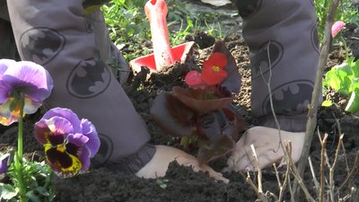 У Франківську дошкільнята облаштовують клумбу у парку Шевченка У Франківську дошкільнята облаштовують клумбу у парку Шевченка