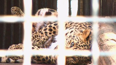 В Одеському зоопарку з’явився п’ятимісячний леопард Казанова В Одеському зоопарку з’явився п’ятимісячний леопард Казанова