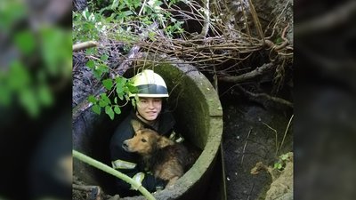У Дніпрі рятувальники витягли собаку, який провалився у двометрову криницю