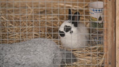 Контактний зоопарк на місці колишнього сміттєзвалища облаштували на Вінниччині Контактний зоопарк на місці колишнього сміттєзвалища облаштували на Вінниччині