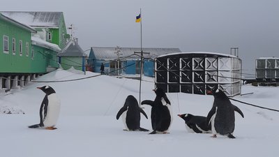 Ось так виглядає життя на українській арктичній станції "Академіка Вернадського". Ось так виглядає життя на українській арктичній станції "Академіка Вернадського".