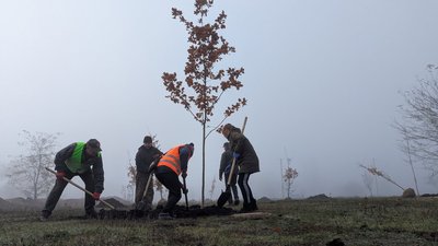 Висадка дібув у міському сквері Златополя, "Алея героїв"