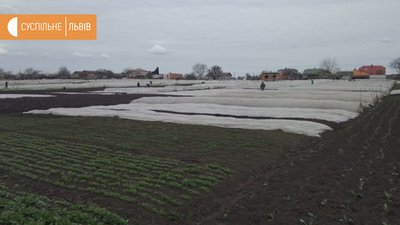 Городина виросла, а продавати ніде через карантин,- фермер Городина виросла, а продавати ніде через карантин,- фермер
