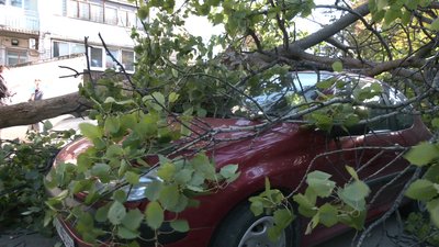 У Харкові тополя впала на припарковані авто У Харкові тополя впала на припарковані авто