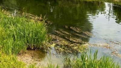 Місяць до закінчення купального сезону: центральний пляж Луцька досі нерозчищений від водоростей