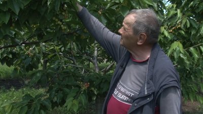 Чому на Черкащині не вродили фрукти - пояснення фахівця Чому на Черкащині не вродили фрукти - пояснення фахівця