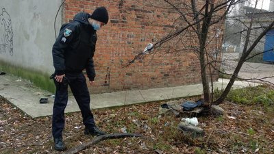 У Шостці на Сумщині біля сміттєвих баків знайшли пітона