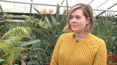 У Запорізькому ботанічному саду розквітло грошове дерево У Запорізькому ботанічному саду розквітло грошове дерево