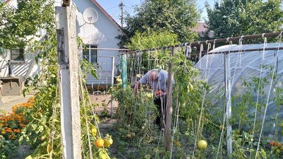 Господарює у пам'ять про померлого сина: як лучанин вирощує помідори у пеньках Господарює у пам'ять про померлого сина: як лучанин вирощує помідори у пеньках