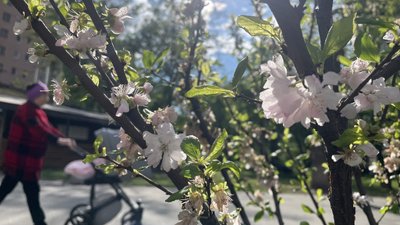 сакури харків сакури харків