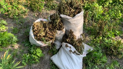 У плавнях Херсонщини виявили плантацію коноплі на понад 10 мільйонів гривень У плавнях Херсонщини виявили плантацію коноплі на понад 10 мільйонів гривень