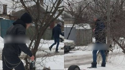 Пси роздерли кошеня: поліція перевірить повідомлення з соцмереж про знущання з тварин у Харкові