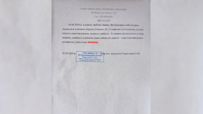 У Ніжині, що на Чернігівщині, отруюють безпритульних котів та собак: скільки тварин загинули та що кажуть у поліції У Ніжині, що на Чернігівщині, отруюють безпритульних котів та собак: скільки тварин загинули та що кажуть у поліції