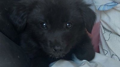 Біля могили одеського зоозахисника, який загинув на війні, знайшли 10 цуценят