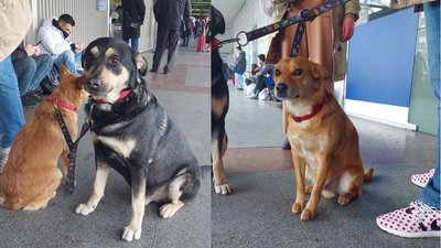 "Наші собаки тримають нас у тонусі". Короткі історії з вокзалу під час евакуації "Наші собаки тримають нас у тонусі". Короткі історії з вокзалу під час евакуації