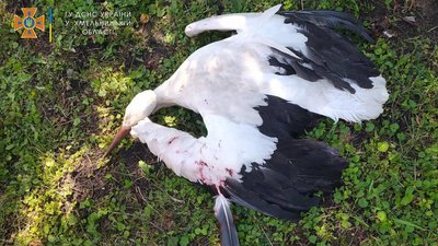 На Хмельниччині надзвичайники врятували лелеку, який зачепився крилом за купол церкви