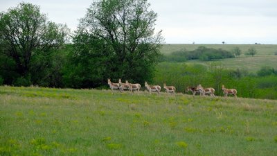 На Одещині відновлюють популяцію куланів та ланей На Одещині відновлюють популяцію куланів та ланей