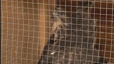 Трьох хижих птахів взяв до себе в кафе з екзотичними тваринами ужгородець Олег Диба Трьох хижих птахів взяв до себе в кафе з екзотичними тваринами ужгородець Олег Диба