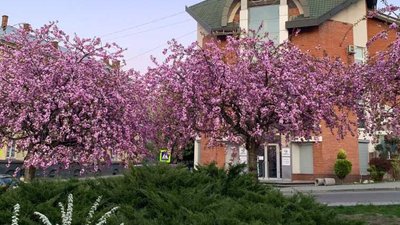 6 місць, де можна сфотографуватися з сакурами у Львові 6 місць, де можна сфотографуватися з сакурами у Львові