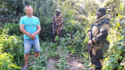 Посеред Дунаю: на острові в Одеській області виявили плантацію конопель Посеред Дунаю: на острові в Одеській області виявили плантацію конопель