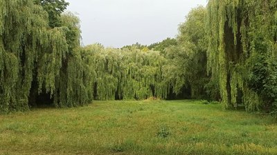 тернопіль, парк сопільче, природа, 23 липня 2026 року