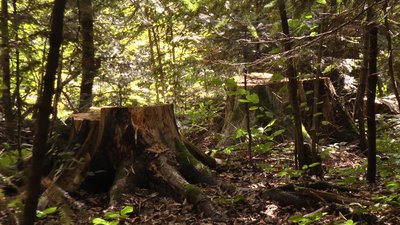"Війна" за заповідні землі у Карпатах. Відкрито кримінальні провадження "Війна" за заповідні землі у Карпатах. Відкрито кримінальні провадження