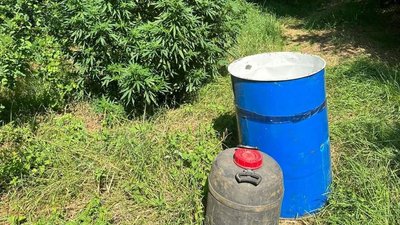 У лісосмузі на Херсонщині правоохоронці виявили плантацію конопель