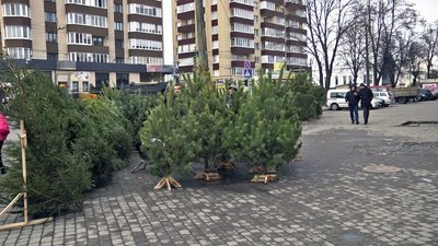 На ярмарках Луцька провели рейд: чи продавали сосни і ялинки з порушеннями На ярмарках Луцька провели рейд: чи продавали сосни і ялинки з порушеннями