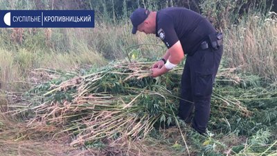 На Кіровоградщині знайшли більше 1100 кущів коноплі На Кіровоградщині знайшли більше 1100 кущів коноплі